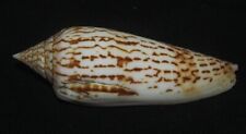 99 mm LARGE Conus Ranonganus Cone Seashell from Ranong Thailand picture