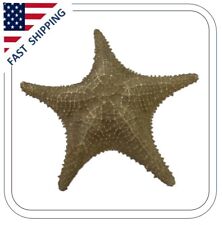 Vintage Real Dried Starfish Seashell Shell Beige Size 10