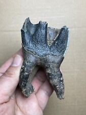 160g huge Ice Age large Herbivorous mammal tooth Pleistocene pecimen picture