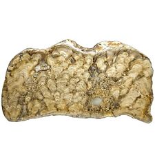 Rare Polished Stromatolite Fossil, Flagstaff Limestone (Paleocene Age) USA, 285g picture