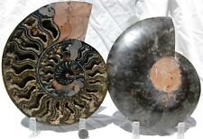 RARE 1in100 BLACK Ammonite Pair 198mm Deep Crystals XXLarge 8.4