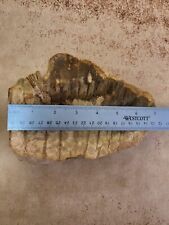 Petrified Fossil Wood Indonesian Specimen Soap Dish Bowl Large 3.8lbs, 7