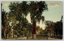 1910's Washington Elm Cambridge Massachusetts Giant Tree Fenced Posted Postcard picture