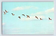 Postcard Wisconsin Horicon Marsh WI Canada Geese Birds 1970s Unposted Chrome picture