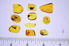 10 Pieces of Amber each with an Insect Inclusion Millions of Years Old picture