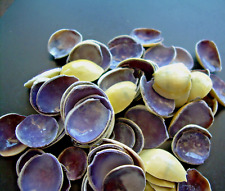100 Sea Shells Cut Cowrie Shell Tops Purple Beige Two Tone Craft Decor 1/2