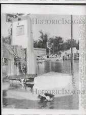 1957 Press Photo Skunk takes refuge from flood waters in Ellis, Kansas picture