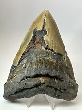 Megalodon Shark Tooth 5.83” Huge - Natural Fossil - Real 18067 picture