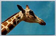 Animals~Nubian Giraffe's Head From Below~Vintage Postcard picture
