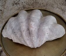 Natural Giant Clam Shell Vintage Huge Tridacna Gigas W 24