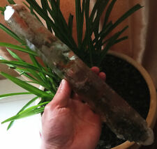 12.2in 2.27LB Long Lemurian Quartz Natural Green Ghost Crystal Point Specimen picture