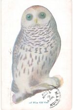 A Wise Old Owl Artist 1910  picture
