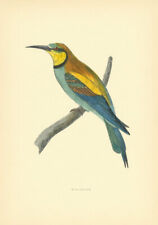 Bee-eater. Morris's British Birds. Antique colour print 1903 old picture