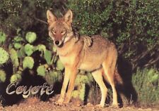 Animal Coyote Chrome Postcard Unposted Unused picture