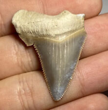Colorful Summerville Angustiden Shark Tooth Fossil Megalodon Ancestor SC picture