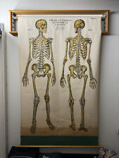 Antique 1918 Frohse Nystrom Anatomical Skeleton Pulldown Poster Display chart picture