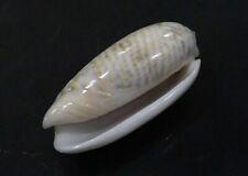seashell Oliva tricolor 44.2 mm GEM nice olive collection  picture