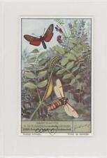 1950s Liebig Moths Dutch #6 z6d picture