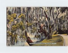 Postcard Path In Magnolia Gardens, Charleston, South Carolina picture