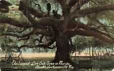c1910 Largest Live Oak Tree In Florida South Jacksonville  FL P400 picture