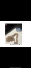 live ball python snake picture