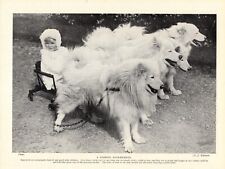 1930s Cute Samoyed Print Team of Samoyeds Pull Baby In Cart Print  4688Q picture
