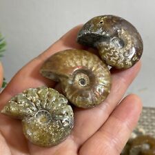 3pcs 58g Natural Ammonite  Conch Crystal Specimen Healing b19 picture