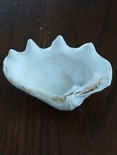 Extra Large Giant Clam Shell Half Very Rare Unique Real Sea Shell Decorative... picture