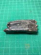 Beautiful Hipparion sp. Fossil Tooth / Rare Amazing Genuine picture