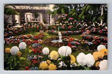 St Louis MO-Missouri, Chrysanthemum Display, Antique, Vintage c1914 Postcard picture
