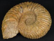 NobleSpirit {3970} Rare Massive 47LB Ammonite 75 Million Year Old Fossil picture