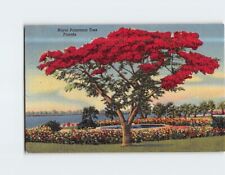 Postcard Royal Poinciana Tree Florida USA picture