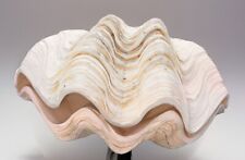Nice Giant Clam Shell Real Natural Tridacna Gigas  13” 18 Lbs Matching Pair picture