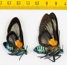 MOTH - Erebidae - Cocytia durvillii (Pair) - Timika - INDONESIA - 3812 picture