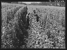 Harvest Time,West Stayton,Marion County,Oregon,Farm Security Administration,FSA picture