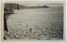 Cordova, Alaska Gulls Postcard, Black & White Photo Card, Unposted, AK Seagulls picture