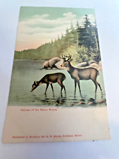 Vintage Natives Of The Maine Woods Postcard picture