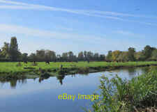 Photo 6x4 Clayhithe: cattle by the Cam We seldom see livestock in Cambrid c2019 picture