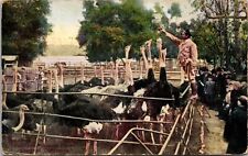 c1915 Cawston Ostrich Farm, Swallowing Whole Oranges, E. Bakersfield, CA antique picture