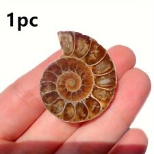 1pc/2pcs Natural Ammonite Conch Shell Slice - Teaching Specimens Collection picture