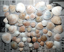 Lot of 60 Natural Clam Shells Seashells 1-1/4