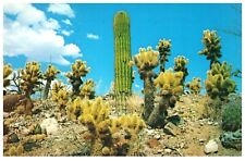 Postcard A group of desert Cholla Saguaro and Barrell Cacti Phoenix Arizona picture