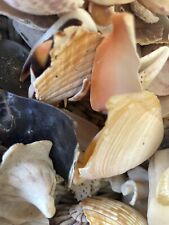Huge Lot Broken Crafting Seashells Crafts Tumbler Mosaic Sea Shells Art picture