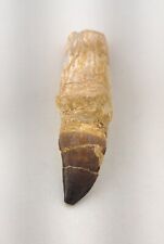 5.5 Inche Rare Mosasaur Tooth Fossil Prognathodon  teeth Morocco Fossilized  picture