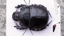 Coleoptera Scarabaeidae Scarabaeinae Heliocopris japetus Male 48mm, Nice picture