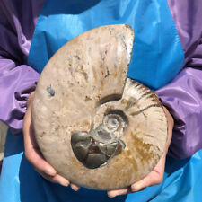 1500G Huge Natural Beautiful ammonite fossil conch Crystal specimen healing 2847 picture