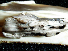 Petrified Sequoia Wood Solid Rock Quartz Agate Crystal Polished Agatized Fossil picture
