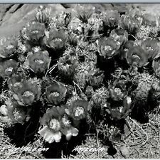 c1940s AZ Ariz. Arizona RPPC Cactus Flowers Bloom Nature LL Cook Real Photo A199 picture