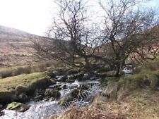 Photo 6x4 River Taw Belstone A weatherworn tree beside the River Taw at T c2010 picture