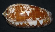 80 mm RARE Oliva Porphyria Olive Seashell From Panama DEEP WATER GREAT #A1 picture